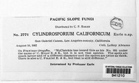 Cylindrosporium californicum image